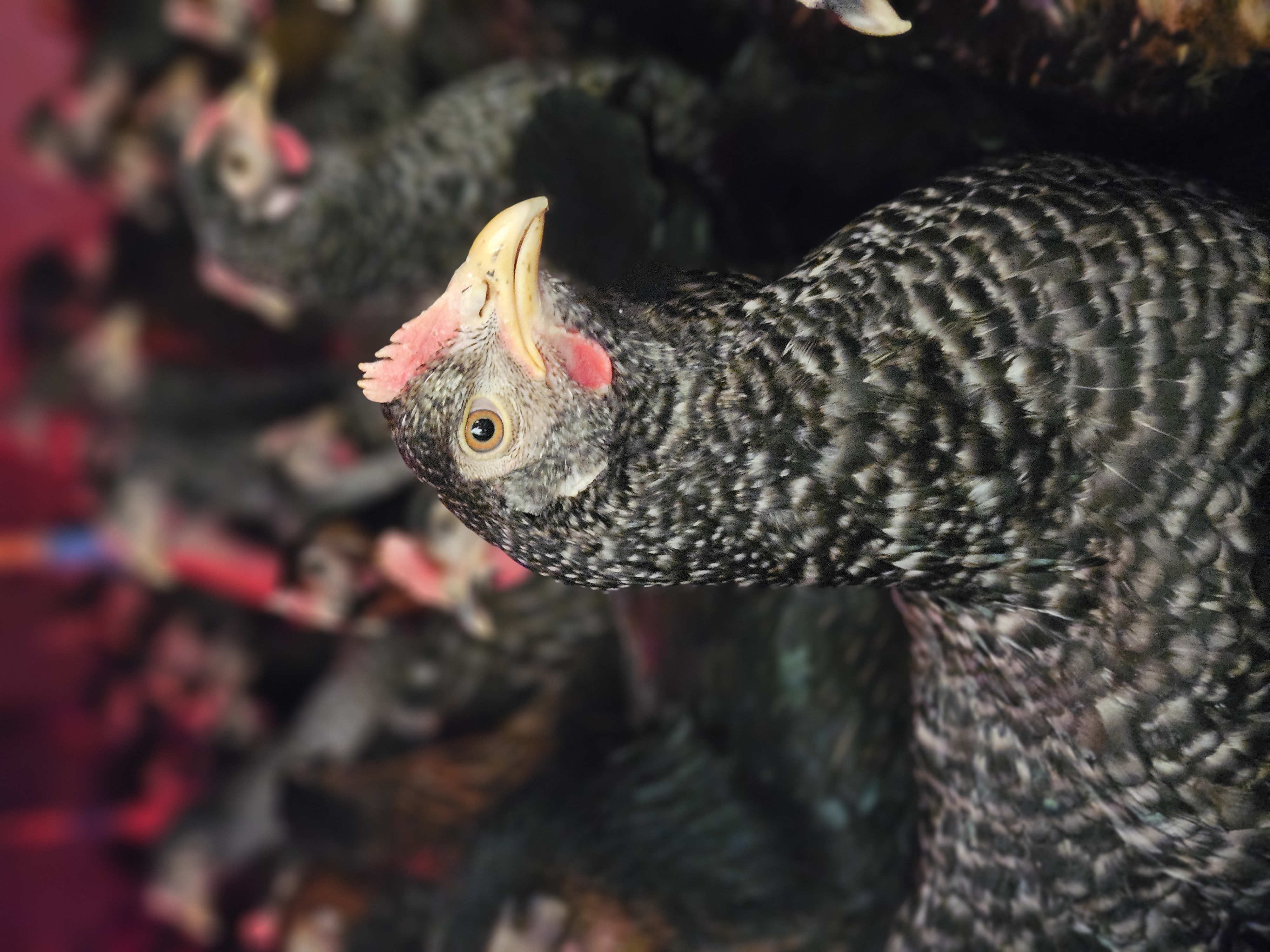 Prelux (Slovenska lagana nesilica)