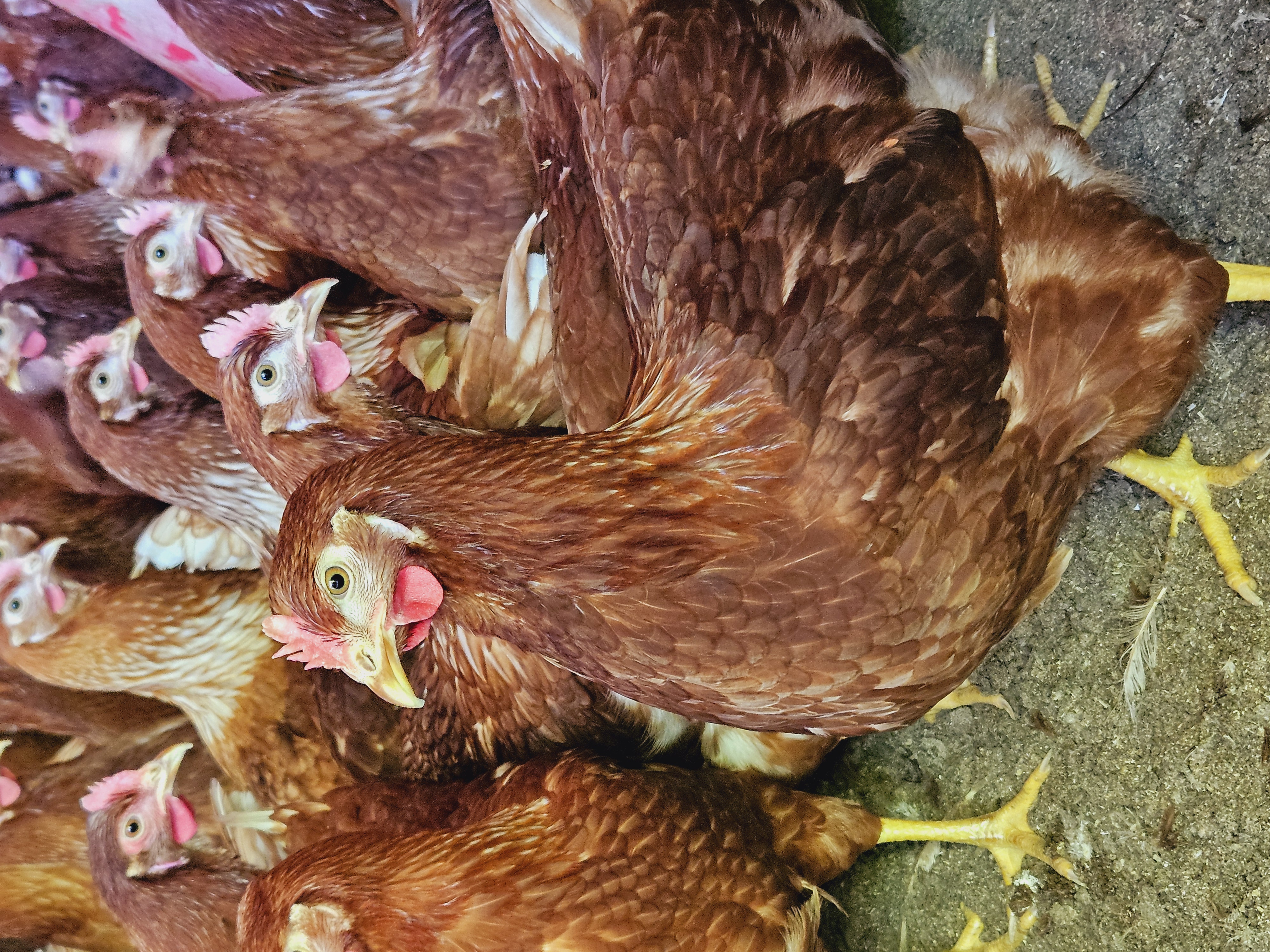 Lohmann Brown (Crvena lagana nesilica)