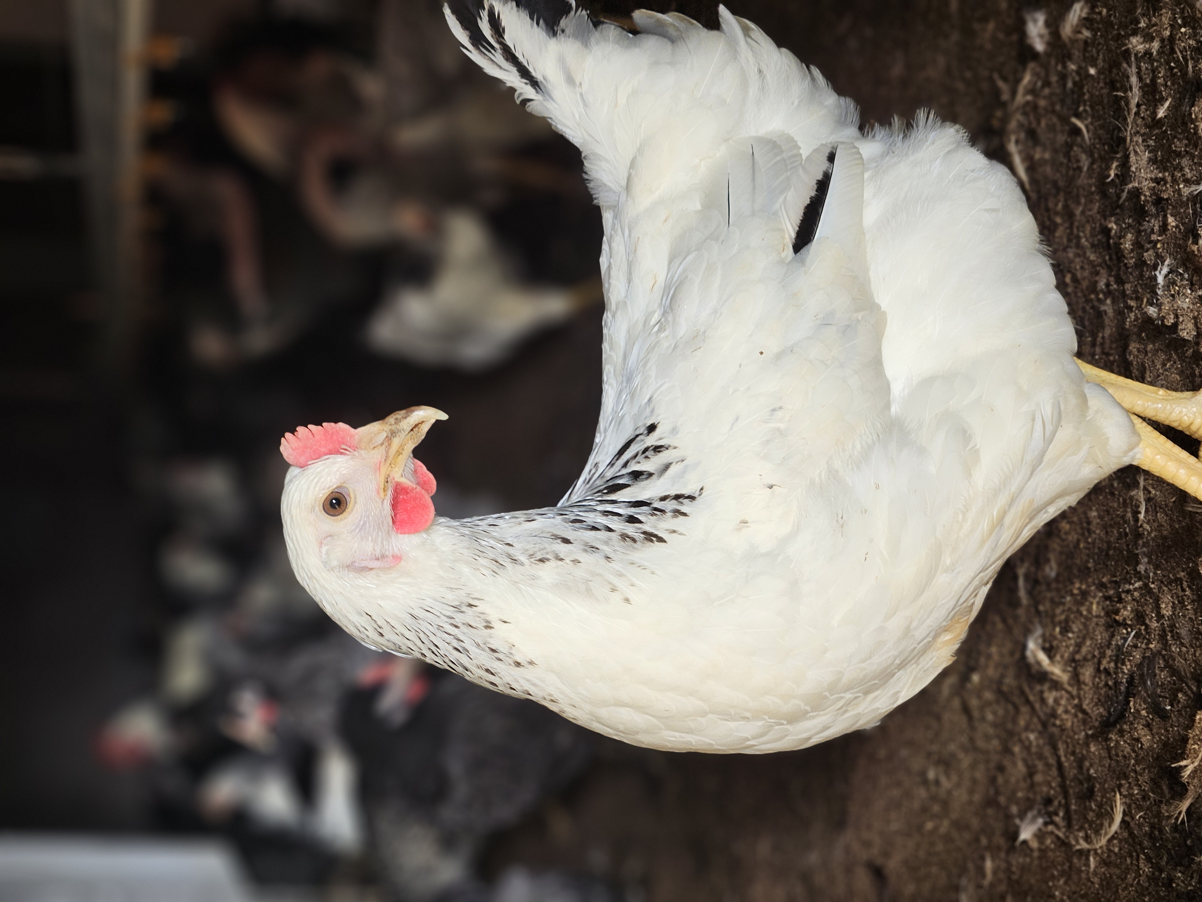 Dominant (šarena lagana nesilica)